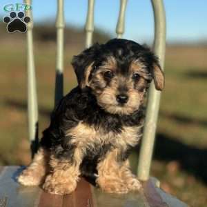 Tessa, Yorkie Poo Puppy